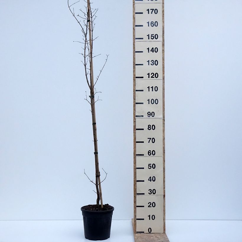 Exemplar von Kornelkirsche Flava - Cornus mas Topf mit 7,5L/10L wie im Winter geliefert