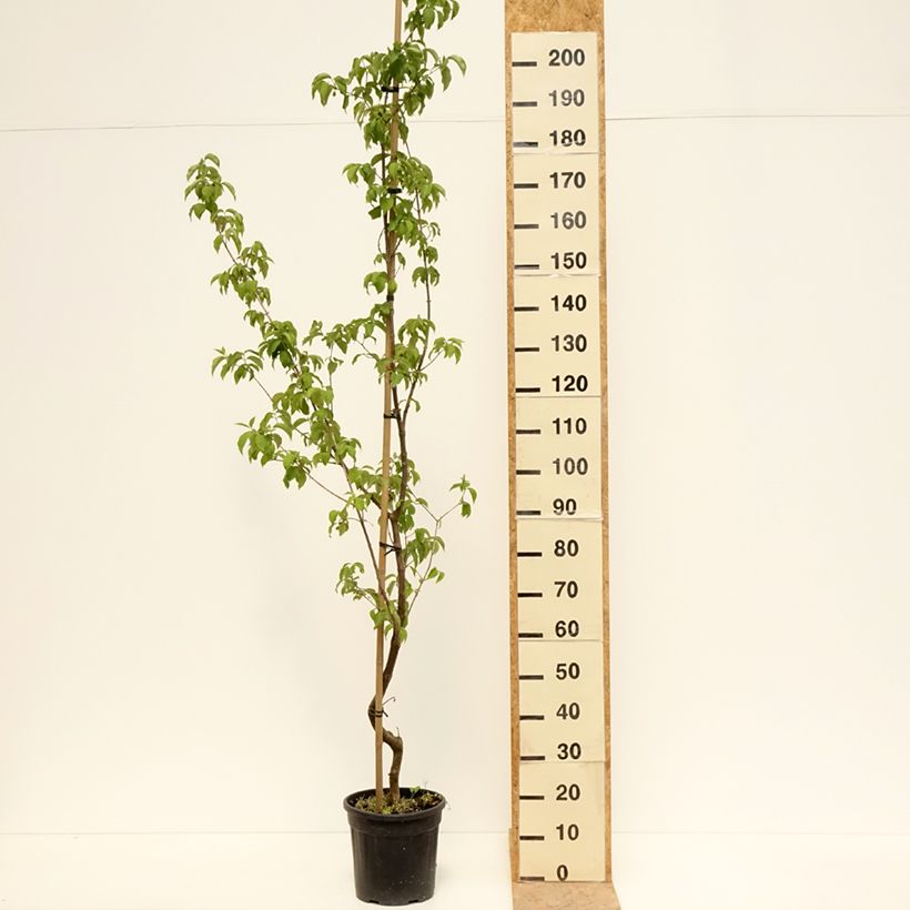 Exemplar von Kornelkirsche Flava - Cornus mas Topf mit 7,5L/10L wie im Frühjahr geliefert