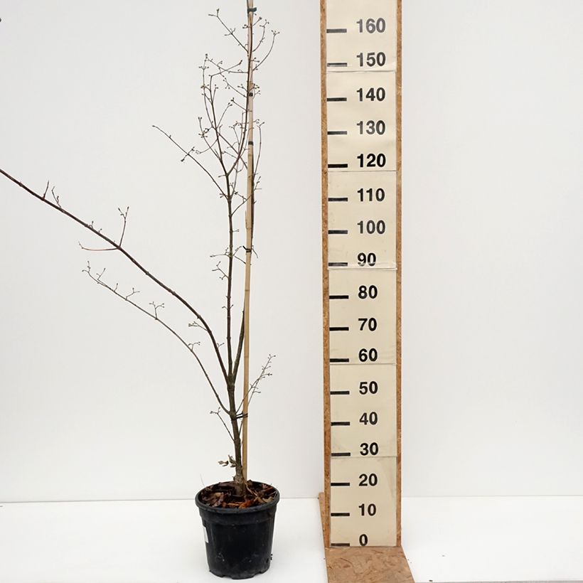 Exemplar von Kornelkirsche Florianka - Cornus mas Topf mit 7,5L/10L wie im Herbst geliefert