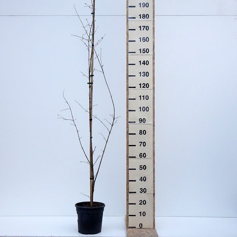 Example of Kornelkirsche Florianka - Cornus mas Topf mit 7,5L/10L as you get in hiver