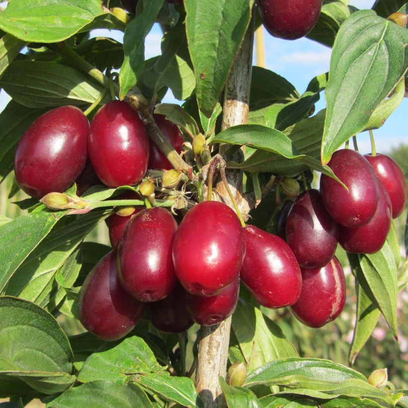 Kornelkirsche Jolico - Cornus mas (Ernte)