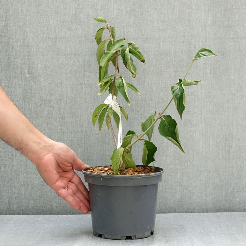 Exemplar von Kornelkirsche Jolico - Cornus mas Topf mit 3L/4L wie im Sommer geliefert