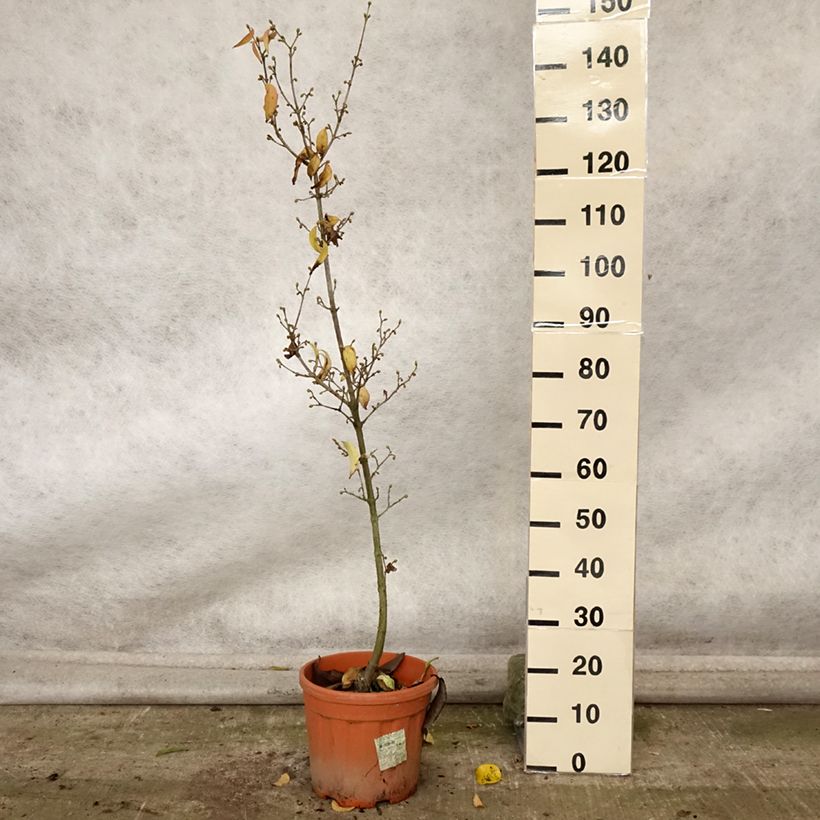 Example of Kornelkirsche Kasanlak - Cornus mas Topf mit 7,5L/10L as you get in automne