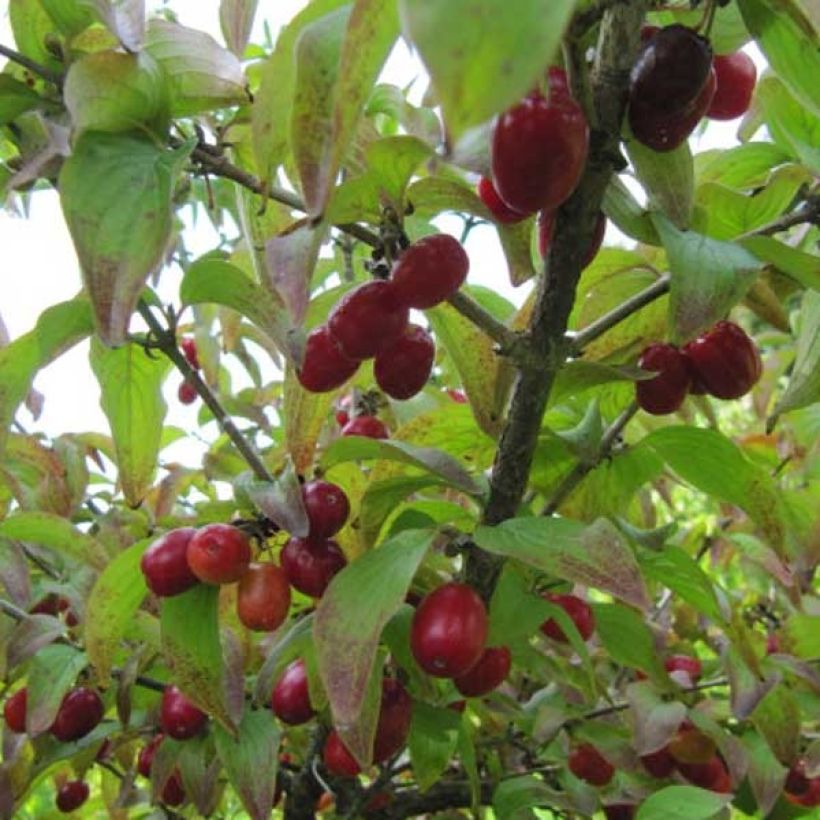 Kornelkirsche - Cornus mas (Ernte)