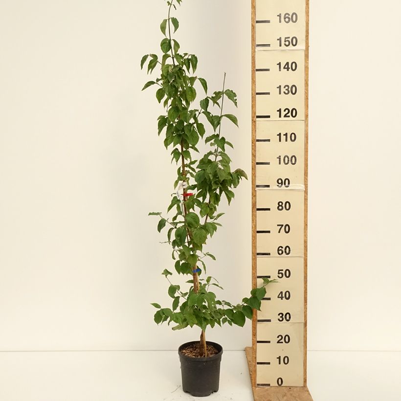Example of Kornelkirsche Nikołka - Cornus mas Topf mit 4L/5L as you get in ete