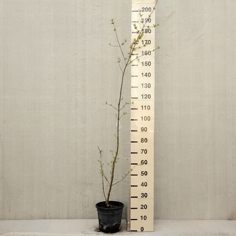 Exemplar von Kornelkirsche Schönbrunner Gourmet Dirndl - Cornus mas Topf mit 7,5L/10L wie im Frühjahr geliefert