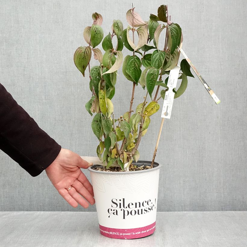 Exemplar von Asiatische Kornelkirsche - Cornus officinalis Topf mit 4L/5L wie im Herbst geliefert