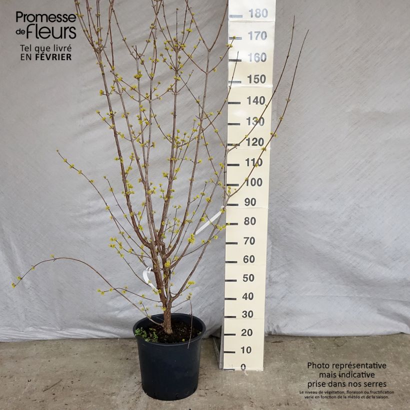 Exemplar von Asiatische Kornelkirsche Robin's Pride - Cornus officinalis Topf mit 20L/25L wie im Winter geliefert