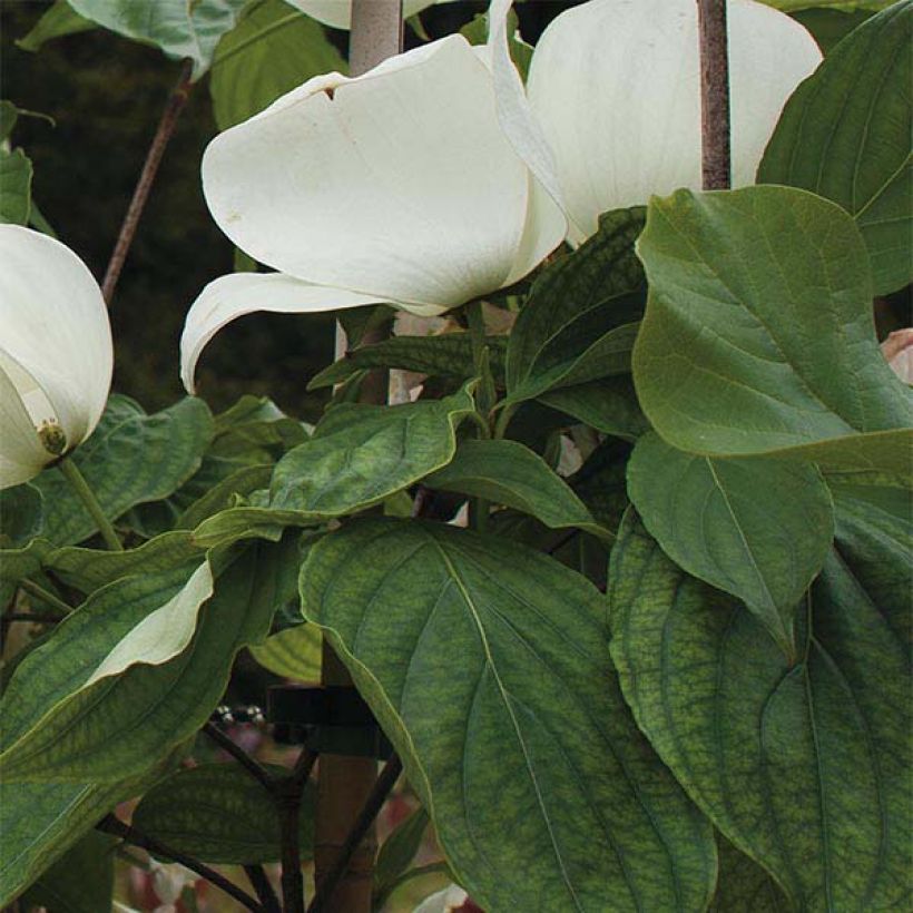 Japanischer Blumen-Hartriegel Venus - Cornus kousa (Laub)
