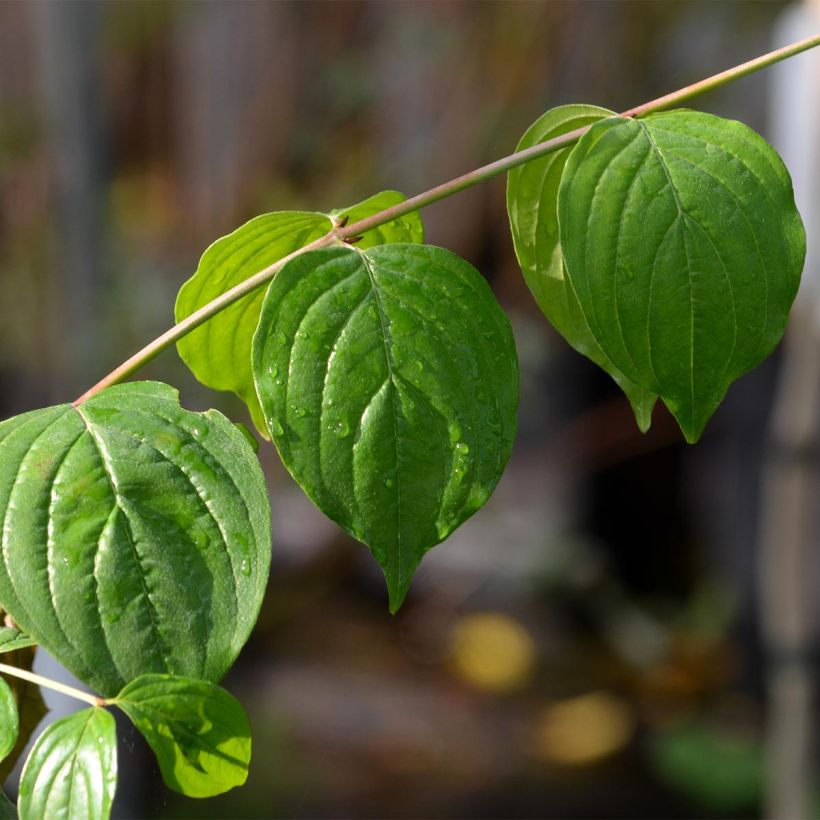 Kornelkirsche - Cornus mas (Laub)