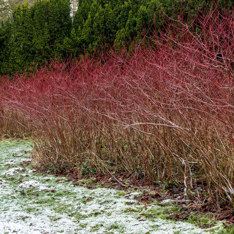 Roter Hartriegel - Cornus sanguinea (Hafen)