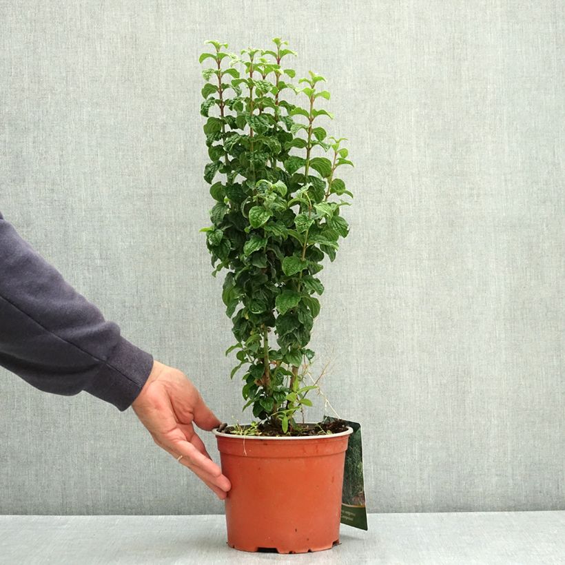 Exemplar von Roter Hartriegel Compressa - Cornus sanguinea  Topf mit 3L/4L wie im Sommer geliefert