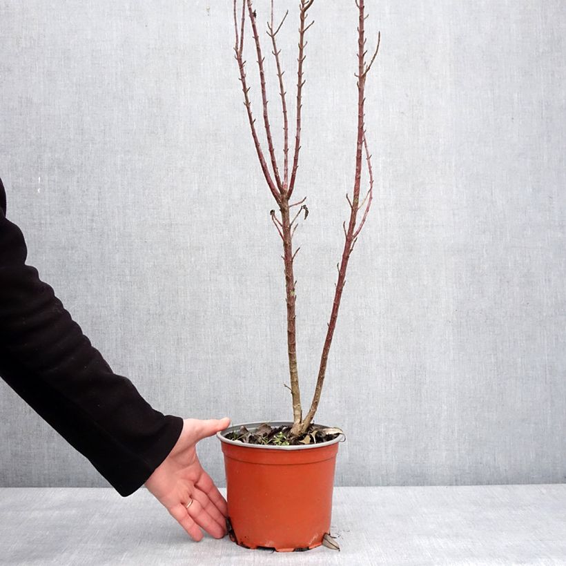 Example of Roter Hartriegel Compressa - Cornus sanguinea  Topf mit 3L/4L as you get in hiver