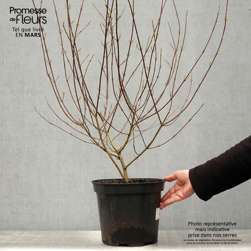 Exemplar von Roter Hartriegel - Cornus sanguinea Topf mit 7,5L/10L wie im Frühjahr geliefert