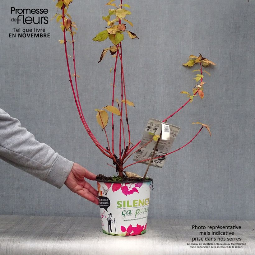 Example of Roter Hartriegel Magic Flame - Cornus sanguinea Topf mit 4L/5L as you get in automne