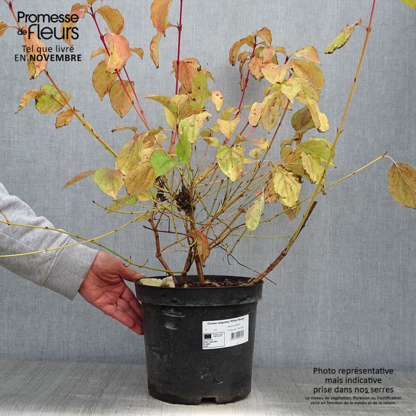 Example of Roter Hartriegel Winter Beauty - Cornus sanguinea Topf mit 7,5L/10L as you get in automne