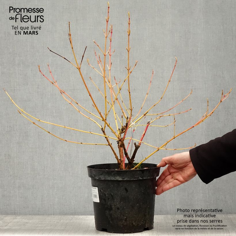 Exemplar von Roter Hartriegel Winter Beauty - Cornus sanguinea Topf mit 7,5L/10L wie im Frühjahr geliefert