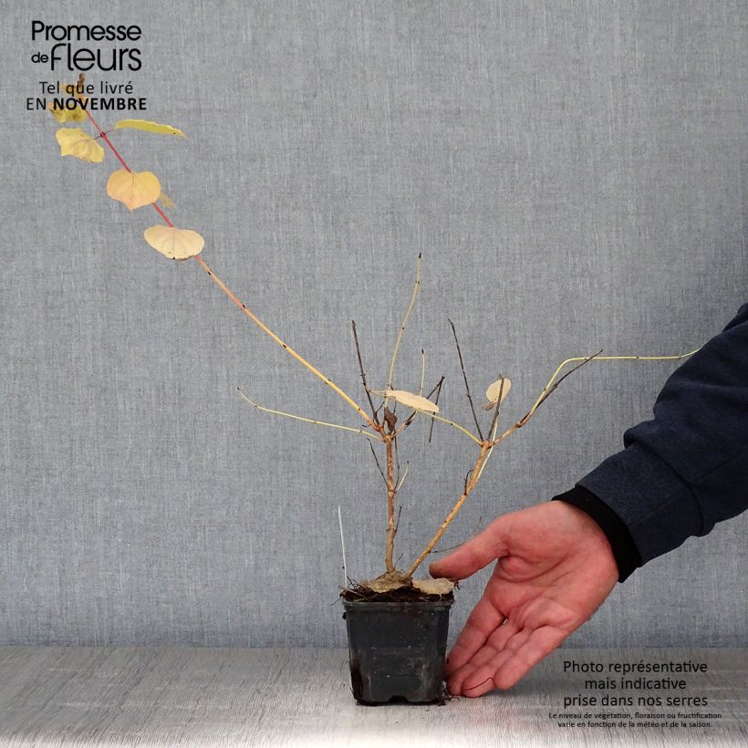 Example of Roter Hartriegel Winter Beauty - Cornus sanguinea Kleine Töpfe von 8/9 cm as you get in automne