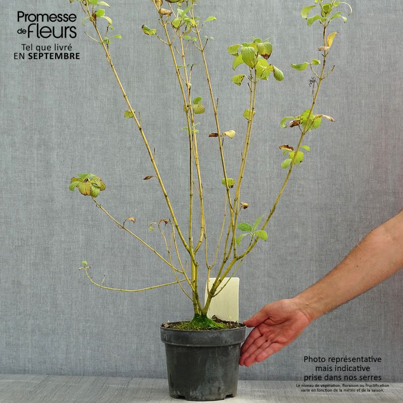 Example of Seidige Hartriegel Budd's Yellow - Cornus sericea Topf mit 3L/4L as you get in ete
