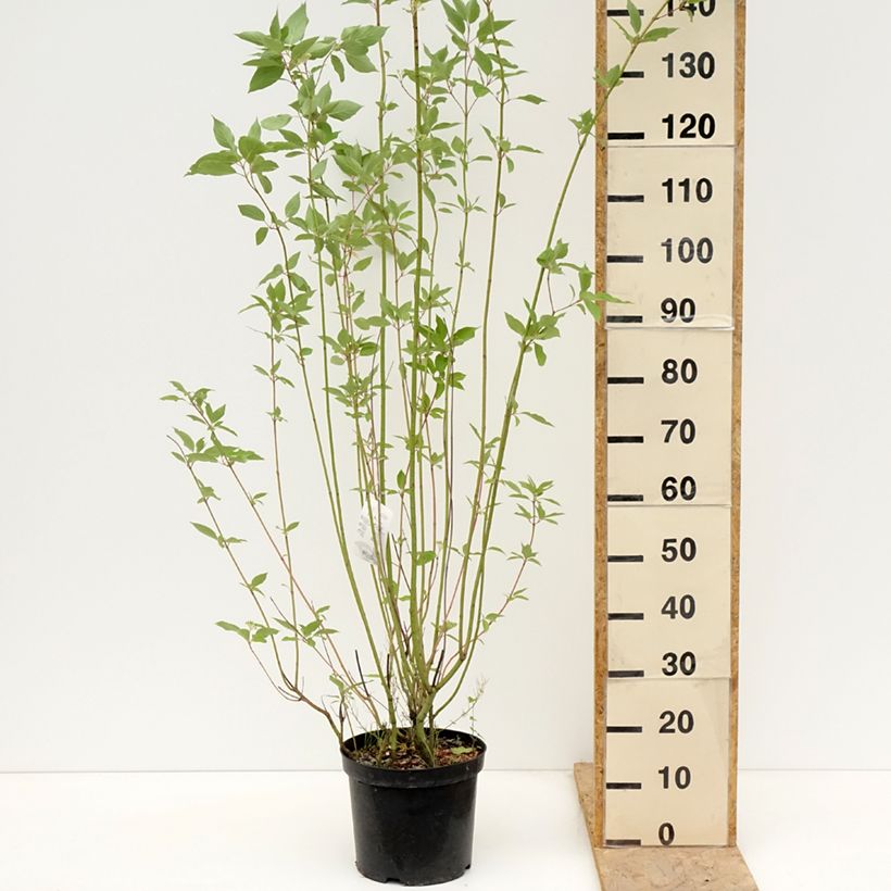 Exemplar von Seidige Hartriegel Cardinal - Cornus sericea Topf mit 7,5L/10L wie im Frühjahr geliefert