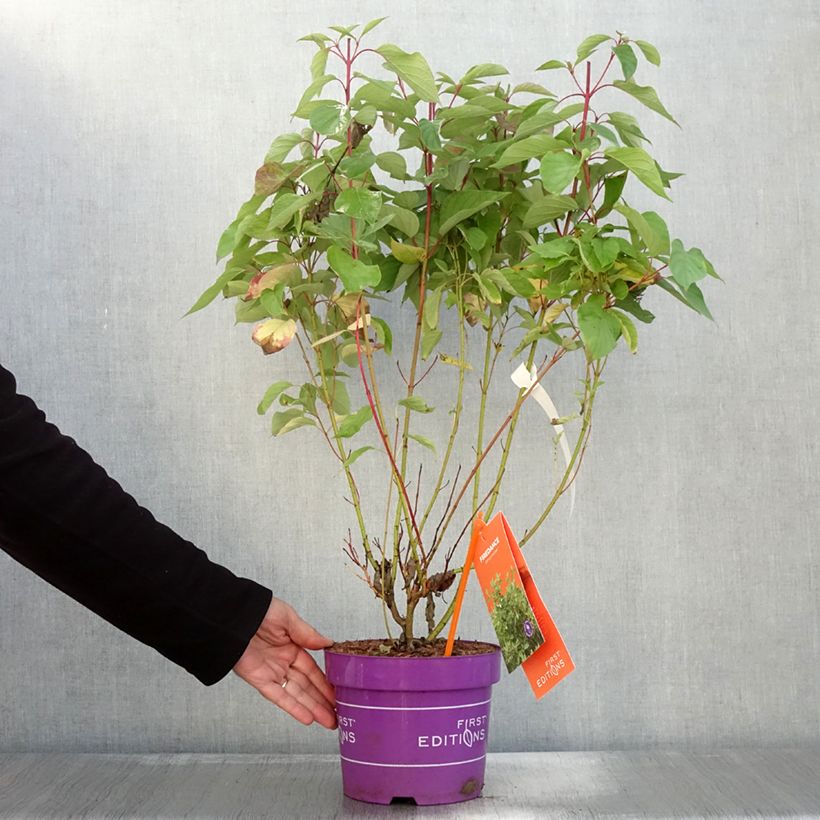 Example of Seidige Hartriegel Firedance - Cornus sericea  Topf mit 3L/4L as you get in automne