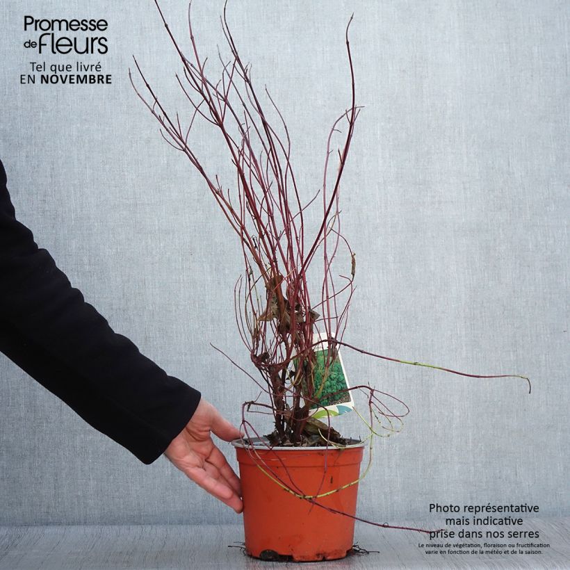 Example of Seidige Hartriegel Kelseyi - Cornus sericea Topf mit 3L/4L as you get in automne