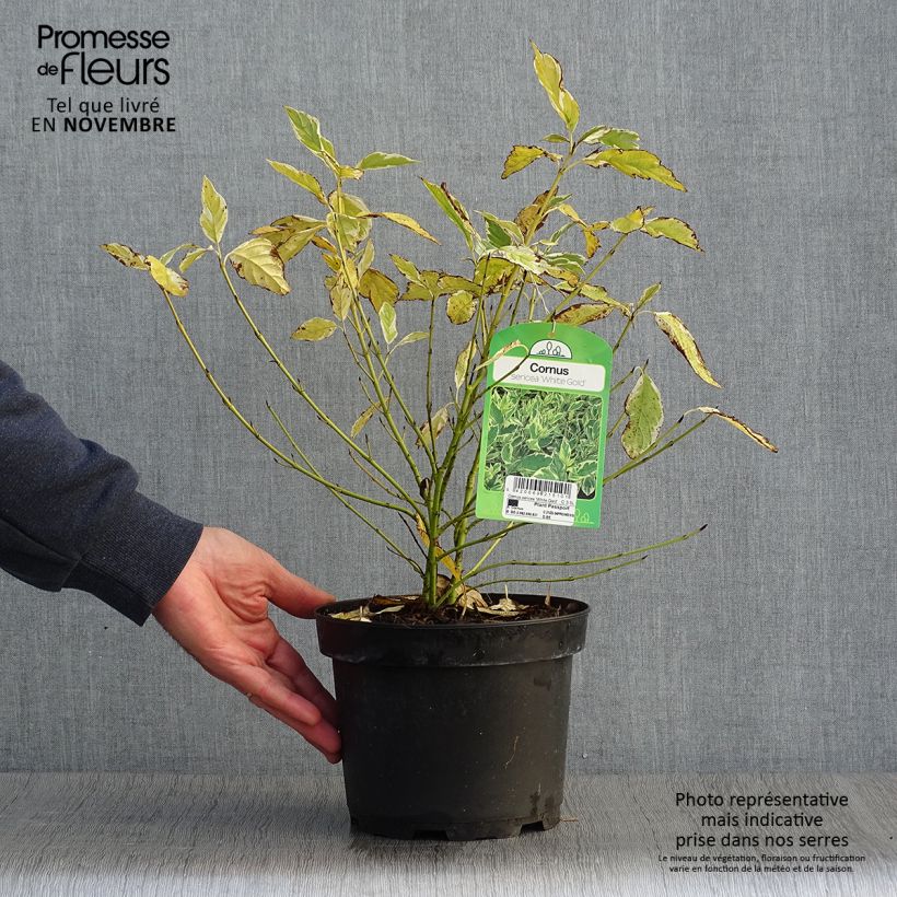 Example of Seidige Hartriegel White Gold - Cornus sericea Topf mit 3L/4L as you get in automne