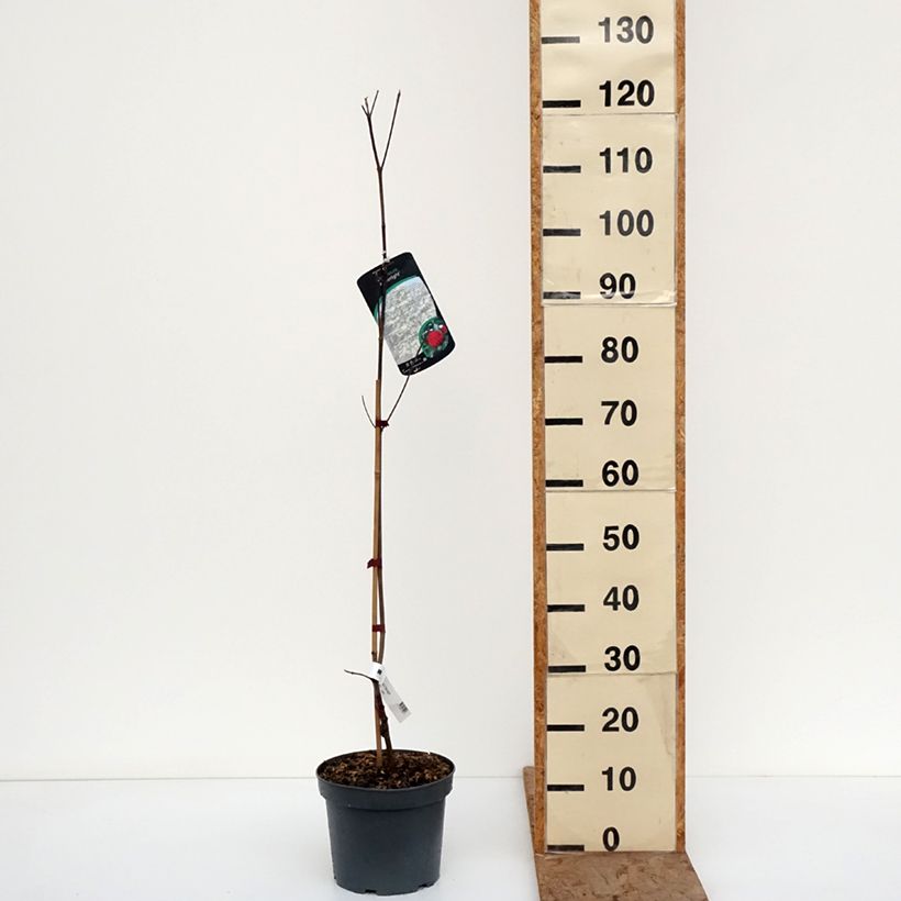 Exemplar von Blumen-Hartriegel Starlight - Cornus  x elwinortonii Topf mit 3L/4L wie im Winter geliefert