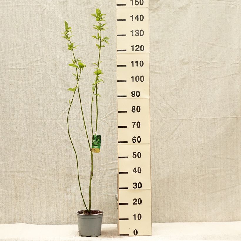 Exemplar von Seidige Hartriegel Flaviramea - Cornus sericea Topf mit 3L/4L wie im Frühjahr geliefert