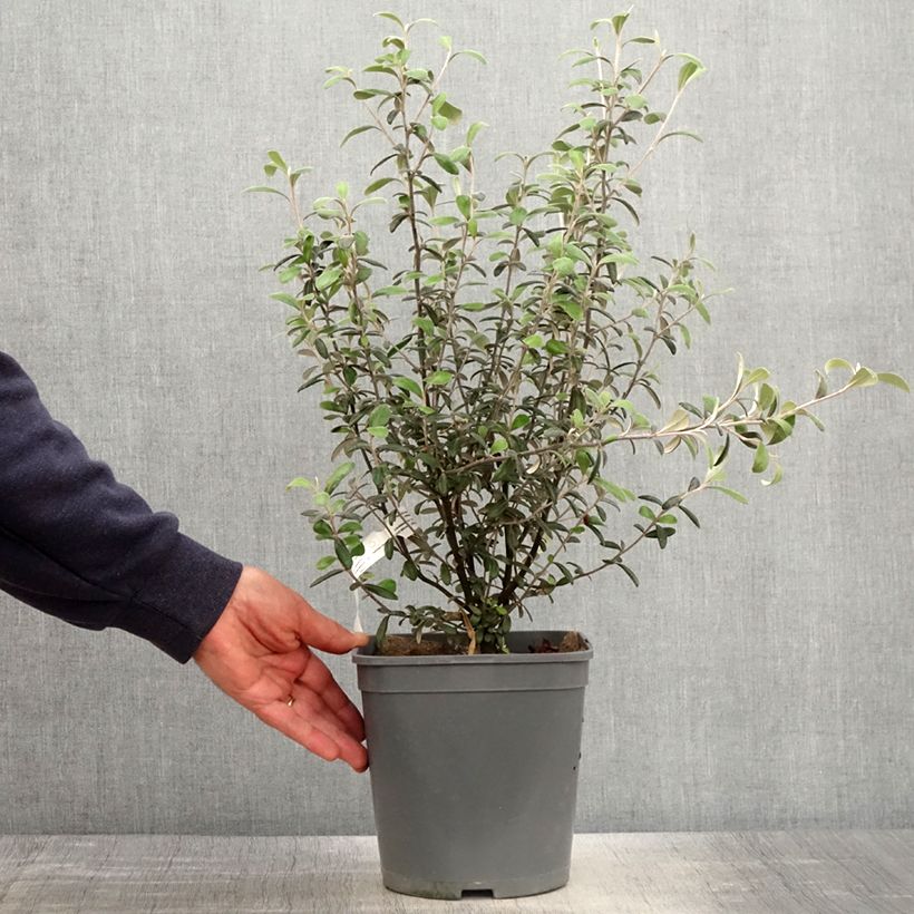 Exemplar von Corokia x virgata Frosted chocolate - Zickzackstrauch Topf mit 4L/5L wie im Frühjahr geliefert