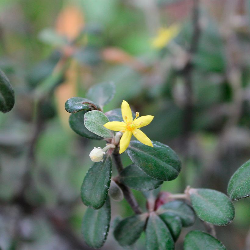 Corokia x virgata Frosted chocolate - Zickzackstrauch (Blüte)