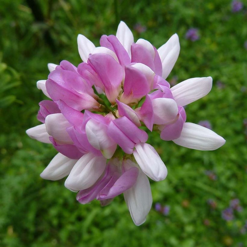 Coronilla varia - Bunte Kronwicke (Flowering)