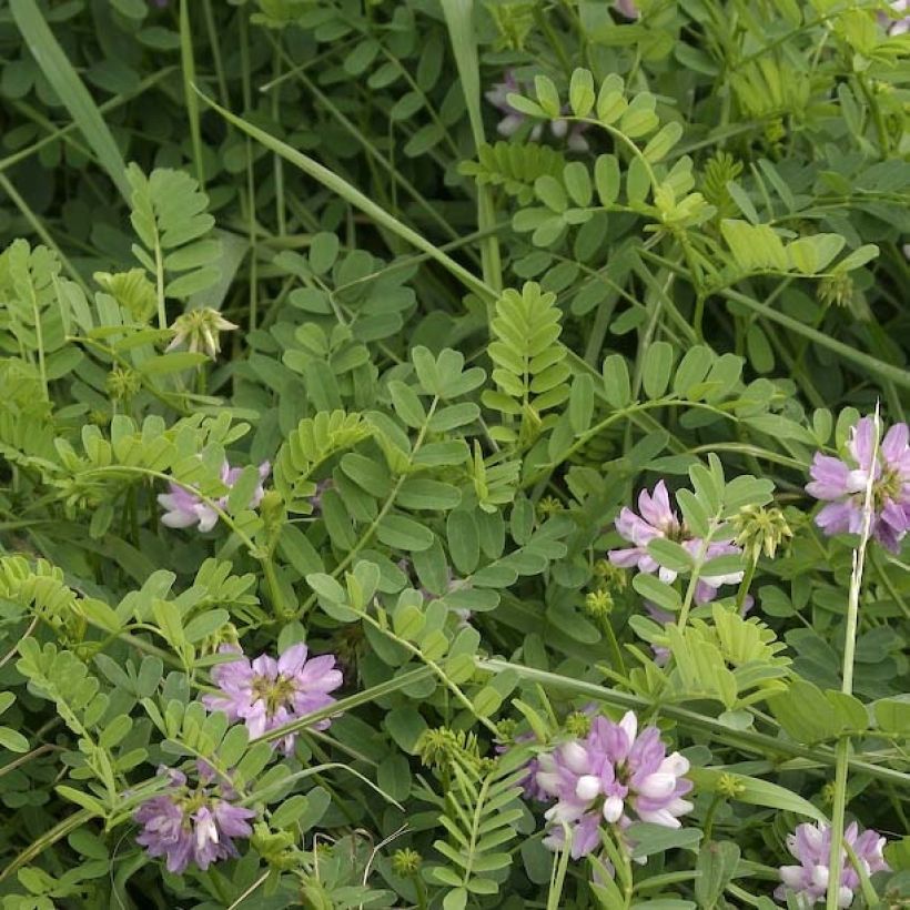 Coronilla varia - Bunte Kronwicke (Foliage)