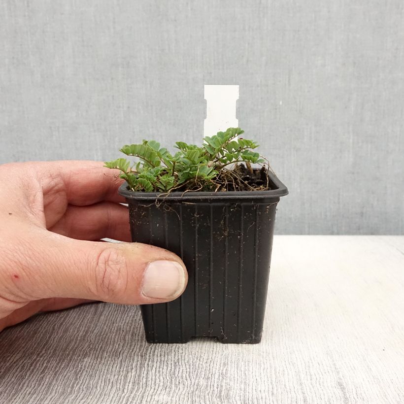 Exemplar von Coronilla varia - Bunte Kronwicke Kleine Töpfe von 8/9 cm wie im Frühjahr geliefert