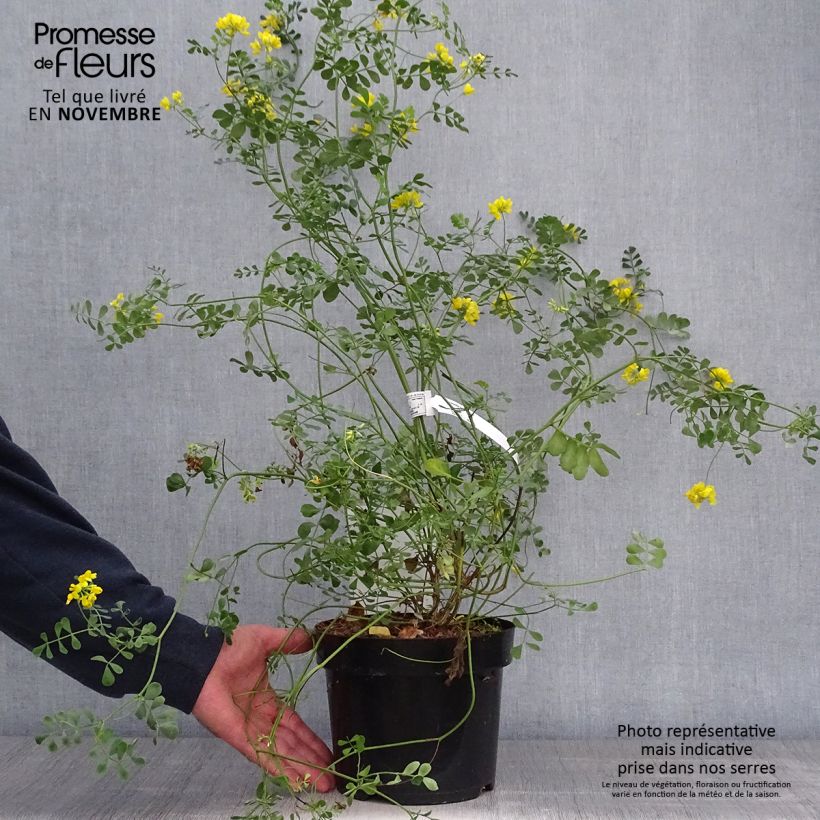 Example of Coronilla valentina subsp. glauca Citrina - Blaugrüne Kronwicke Topf mit 3L/4L as you get in automne