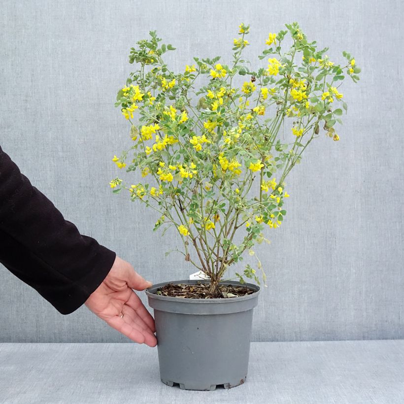 Exemplar von Coronilla valentina subsp. glauca Citrina - Blaugrüne Kronwicke Topf mit 3L/4L wie im Frühjahr geliefert