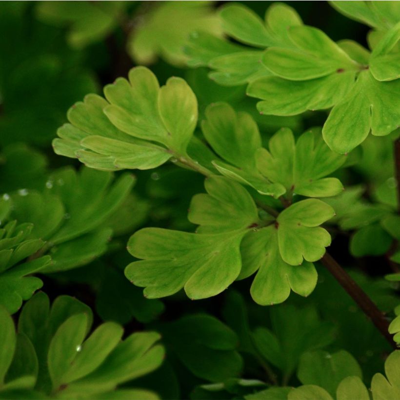 Corydalis flexuosa - Gebogener Lerchensporn (Foliage)
