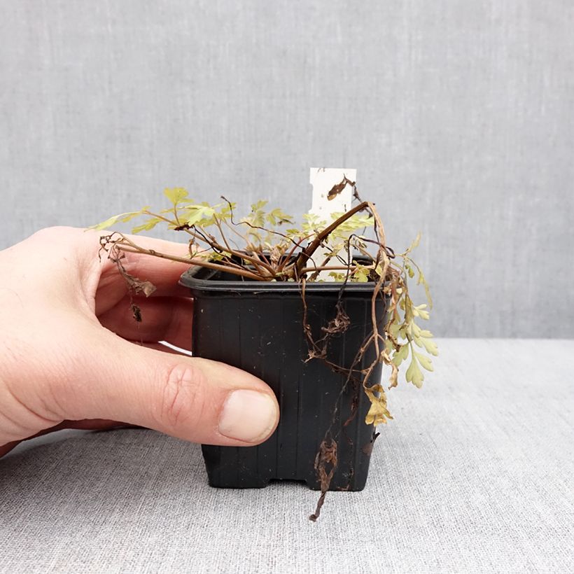 Exemplar von Corydalis Berry Exciting - Lerchensporn Kleine Töpfe von 8/9 cm wie im Winter geliefert