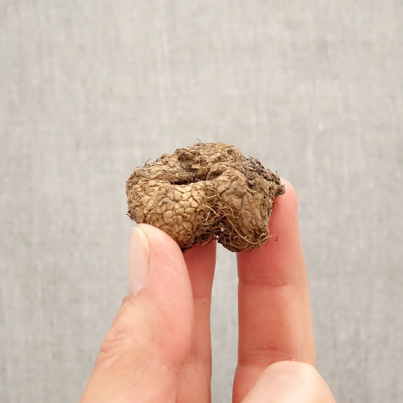 Exemplar von Corydalis solida ssp. solida - Gefingerter Lerchensporn Zwiebel Kaliber/Größe I wie im Frühjahr geliefert