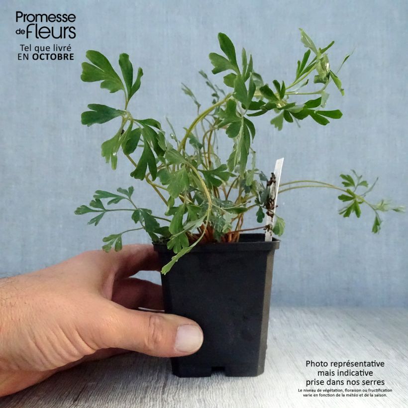 Example of Corydalis flexuosa Porcelain Blue - Gebogener Lerchensporn Kleine Töpfe von 8/9 cm as you get in automne