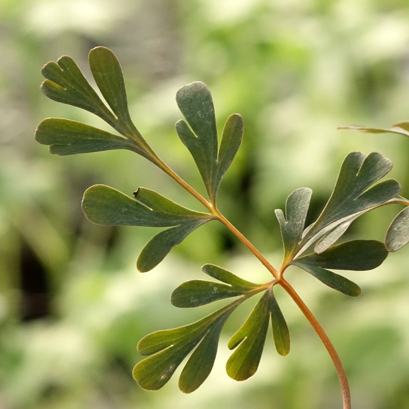 Corydalis flexuosa Porcelain Blue - Gebogener Lerchensporn (Foliage)