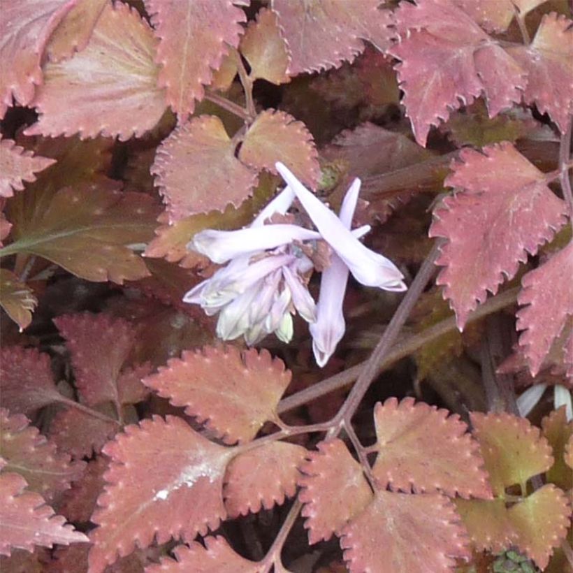 Corydalis quantmeyeriana Chocolate Stars - Lerchensporn (Flowering)