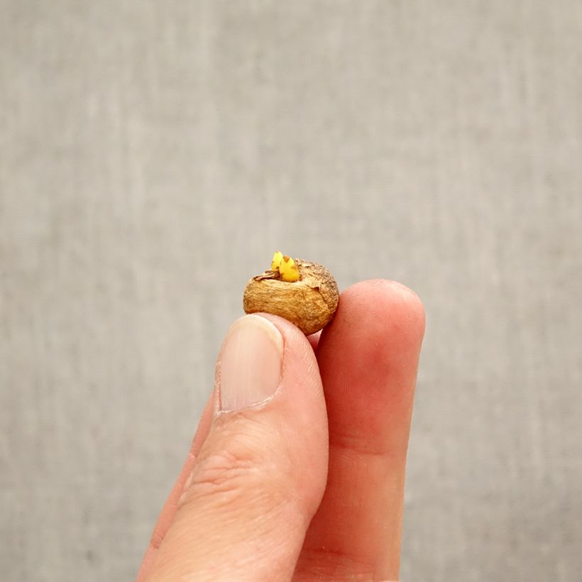 Exemplar von Corydalis solida - Gefingerter Lerchensporn Zwiebel Kaliber/Größe 5+ wie im Frühjahr geliefert