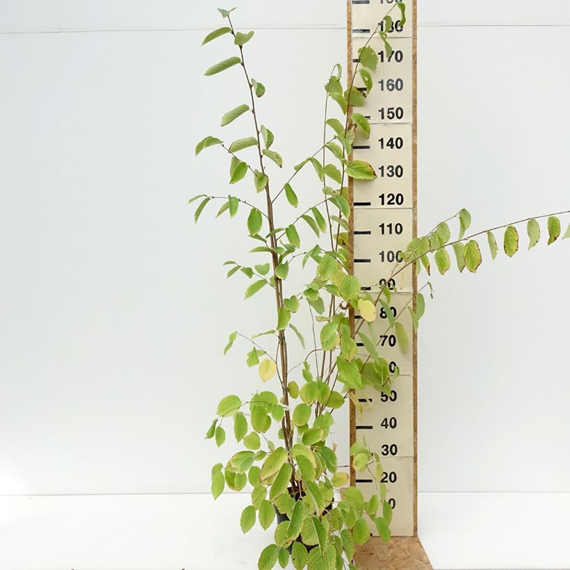 Exemplar von Corylopsis sinensis var. sinensis - Scheinhasel Topf mit 4L/5L wie im Sommer geliefert