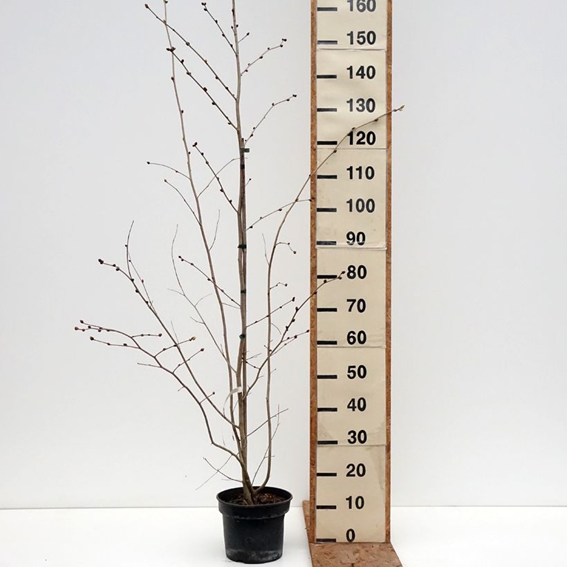 Exemplar von Corylopsis sinensis var. sinensis - Scheinhasel Topf mit 4L/5L wie im Winter geliefert