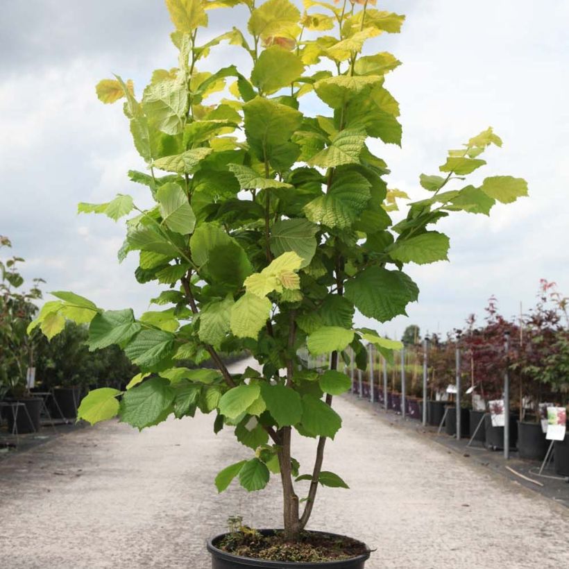 Example of Haselnuss Aurea - Corylus avellana Topf mit 18L/20L as you get