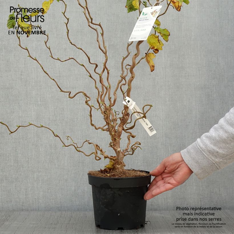 Example of Haselnuss Medusa - Corylus avellana Topf mit 3L/4L as you get in automne