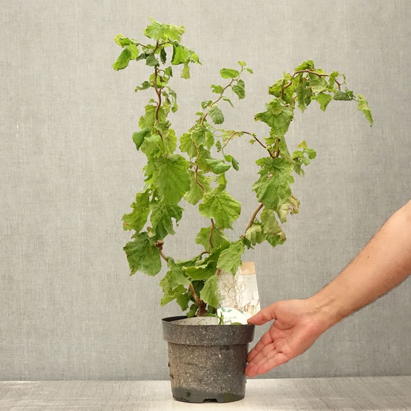 Exemplar von Haselnuss Medusa - Corylus avellana Topf mit 3L/4L wie im Sommer geliefert