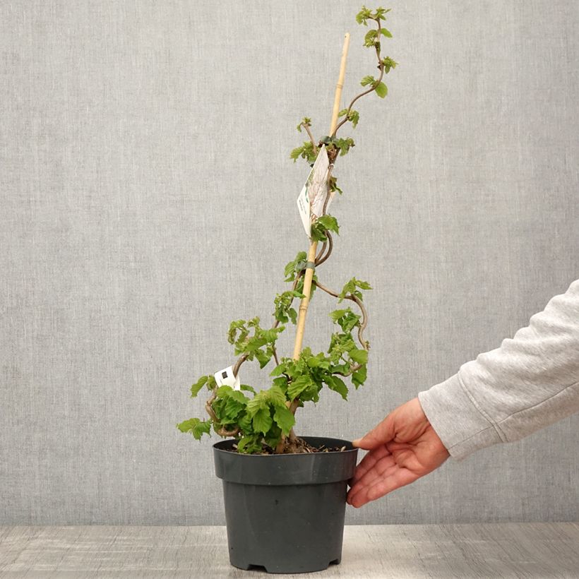 Exemplar von Haselnuss Medusa - Corylus avellana Topf mit 3L/4L wie im Frühjahr geliefert