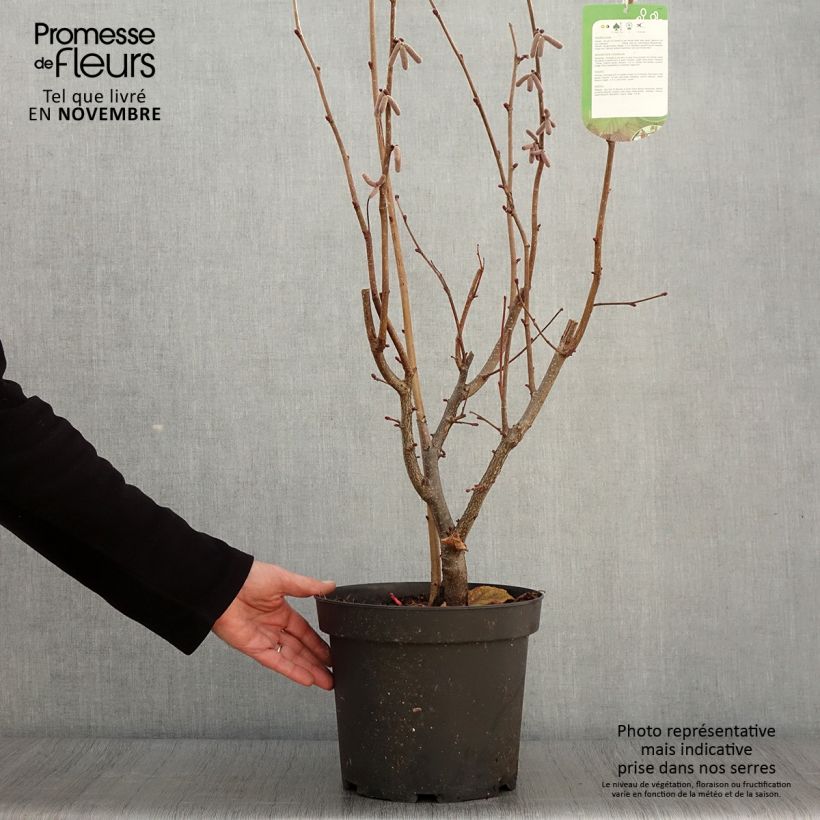 Example of Haselnuss Rode Zellernoot - Corylus avellana Topf mit 7,5L/10L as you get in automne